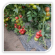 Seminte de tomate CLAROSA F1
