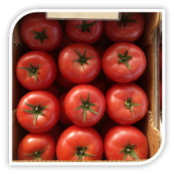 Seminte de tomate CLAROSA F1