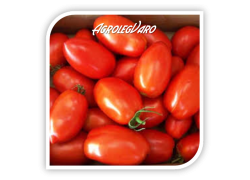Seminte de tomate COLIBRI F1