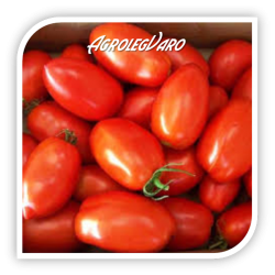 Seminte de tomate COLIBRI F1