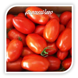 Seminte de tomate COLIBRI F1