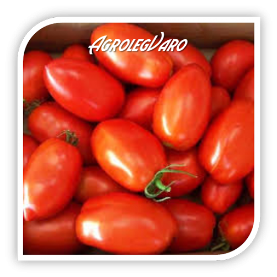 Seminte de tomate COLIBRI F1