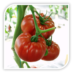 Seminte de tomate COUNTRY TASTE F1