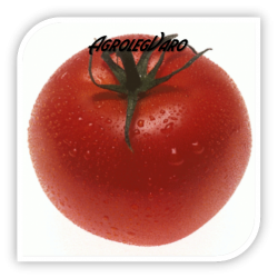 Seminte de tomate CRISTAL F1