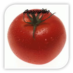 Seminte de tomate CRISTAL F1