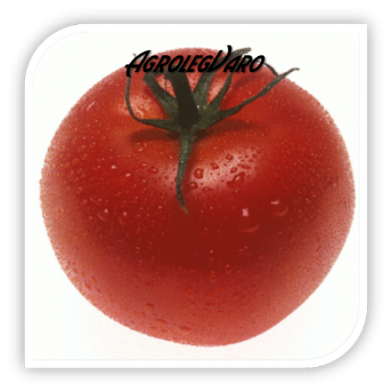 Seminte de tomate CRISTAL F1