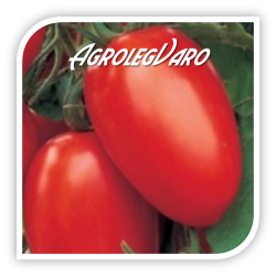 Seminte de tomate CUZCO F1