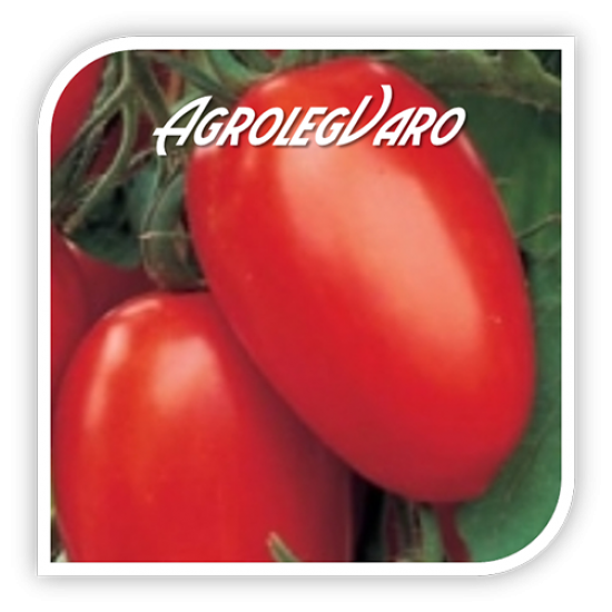 Seminte de tomate CUZCO F1