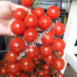 Seminte de tomate Cheramy F1