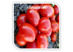 Seminte de tomate DIAFANT F1