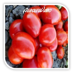 Seminte de tomate DIAFANT F1