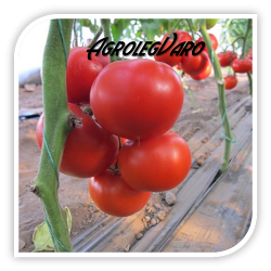 Seminte de tomate DIAGRAMA F1