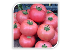 Seminte de tomate DIMEROSA F1