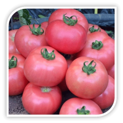 Seminte de tomate DIMEROSA F1