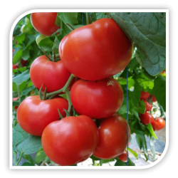 Seminte de tomate DINAKOR F1