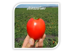 Seminte de tomate DYNO F1