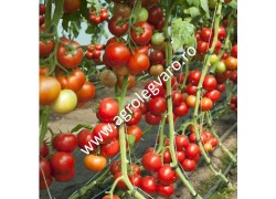 Seminte de tomate Doufu F1