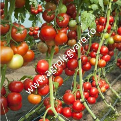 Seminte de tomate Doufu F1