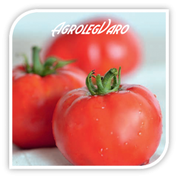 Seminte de tomate ELISABETA