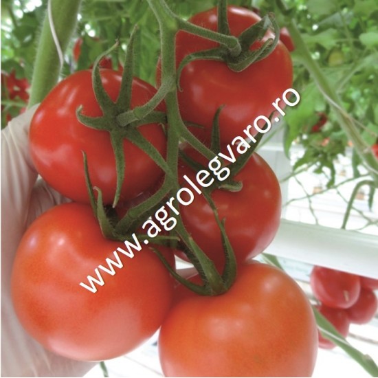 Seminte de tomate Endeavour F1