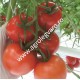 Seminte de tomate Endeavour F1