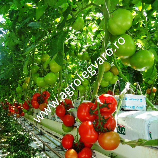 Seminte de tomate Endeavour F1
