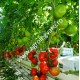 Seminte de tomate Endeavour F1