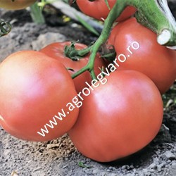 Seminte de tomate Esmira F1