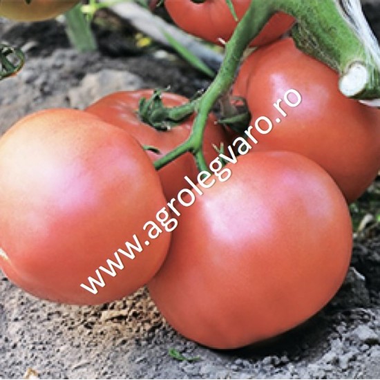 Seminte de tomate Esmira F1