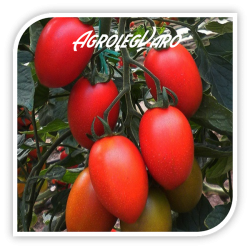Seminte de tomate FENOMENA F1