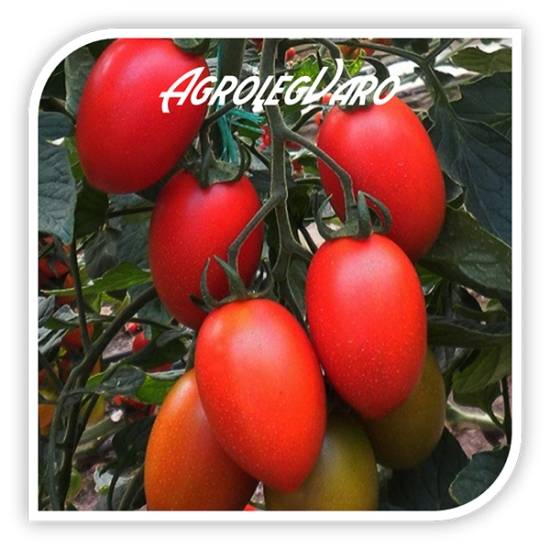 Seminte de tomate FENOMENA F1
