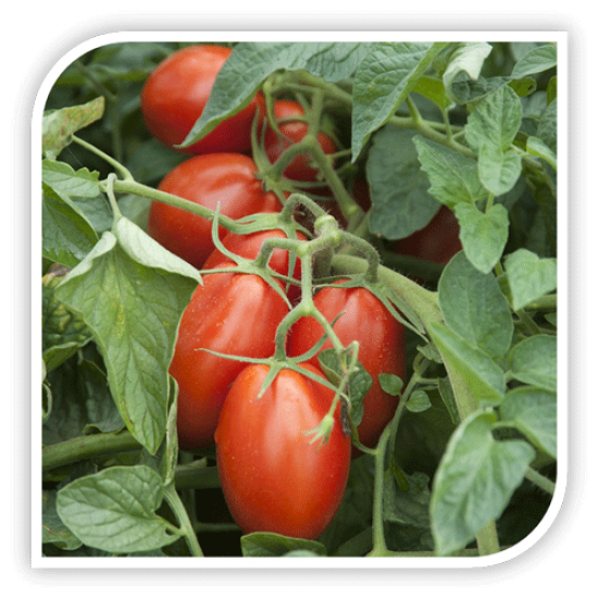 Seminte de tomate FIRMUS F1