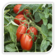 Seminte de tomate FIRMUS F1