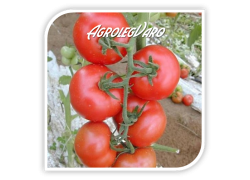 Seminte de tomate GALINA F1