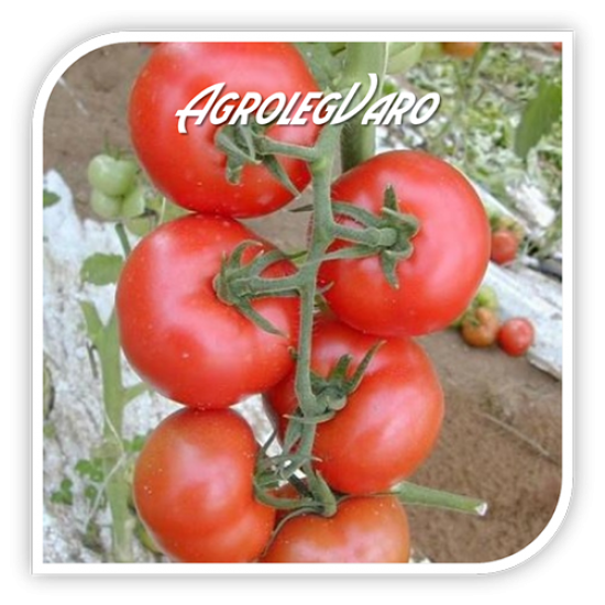 Seminte de tomate GALINA F1