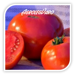 Seminte de tomate GHITTIA