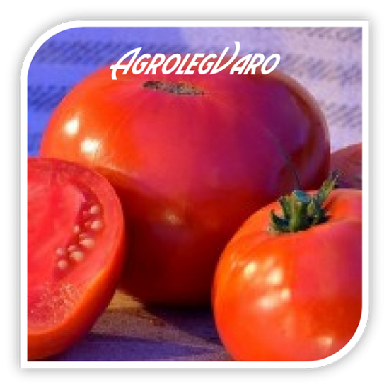 Seminte de tomate GHITTIA