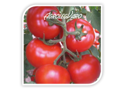 Seminte de tomate GONUL F1