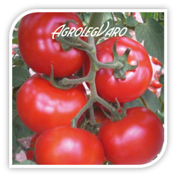 Seminte de tomate GONUL F1