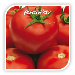 Seminte de tomate GRAVITET F1