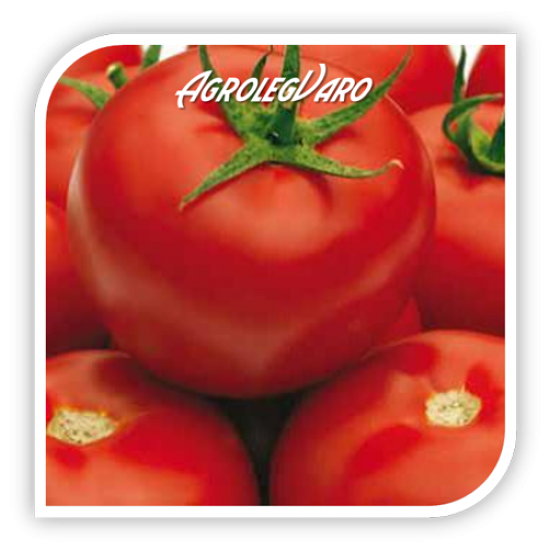 Seminte de tomate GRAVITET F1