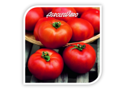 Seminte de tomate HECTOR F1