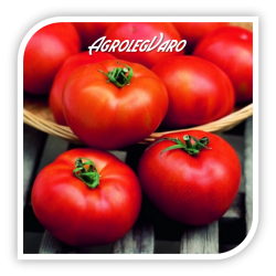 Seminte de tomate HECTOR F1