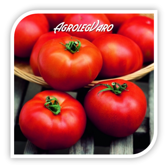 Seminte de tomate HECTOR F1