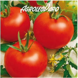 Seminte de tomate Heinz