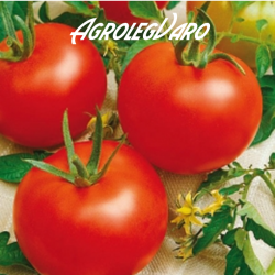 Seminte de tomate Heinz