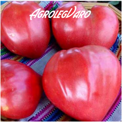Seminte de tomate INIMA DE BOU