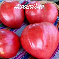 Seminte de tomate INIMA DE BOU