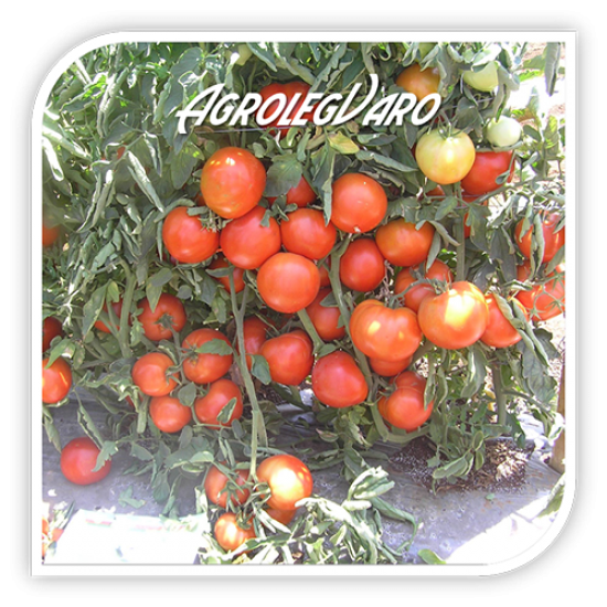 Seminte de tomate ISMINI F1
