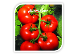 Seminte de tomate IZMIR F1